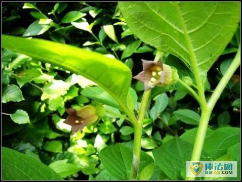 ��������Ļ���ʲô�� ��������Ļ�����