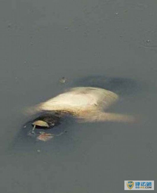 [ƺӷŮʬ]ƺӷŮʬ ໥ӵűһ ȷɱ