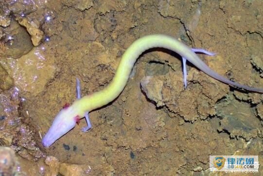 外籍男子发现“中国龙幼崽”?你别说,还真挺像(图) 外籍男子发现“中国龙幼崽”?你别说,还真挺像(图)