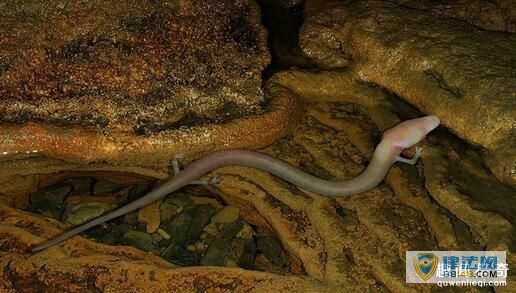 外籍男子发现“中国龙幼崽”?你别说,还真挺像(图) 外籍男子发现“中国龙幼崽”?你别说,还真挺像(图)