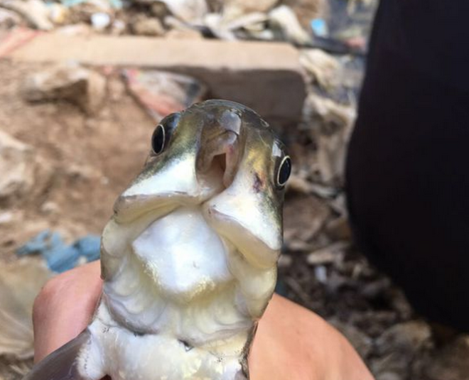 ӵ㳤ӥ ŵ̷