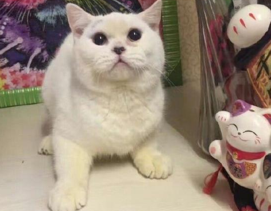 ŮӽèƤǸ ŰèϽ ش涨