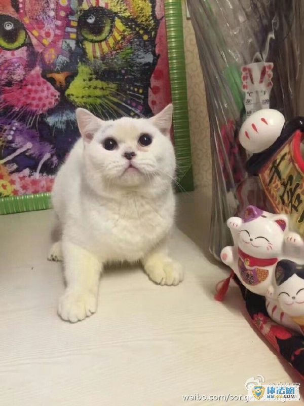 èƤŮӻӦèƤŰè¼ èɥʧ ԭ