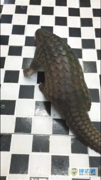 ɽ׺е 鲼 һֻԪ ιˮ ɿݻ
